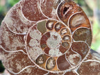 Polished Cleoniceras Ammonite Fossil Pairs x 6 From Tulear, Madagascar - Toprock Gemstones and Minerals 