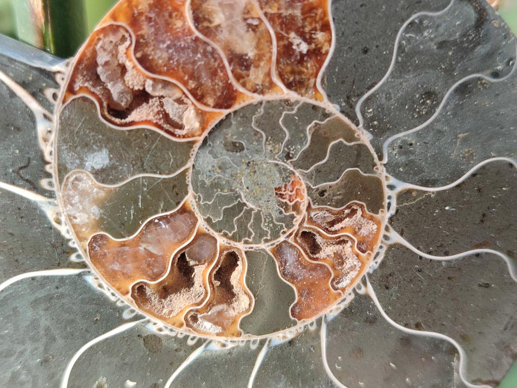 Polished Cleoniceras Ammonite Fossil Pairs x 6 From Tulear, Madagascar - Toprock Gemstones and Minerals 