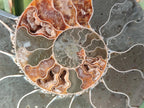 Polished Cleoniceras Ammonite Fossil Pairs x 6 From Tulear, Madagascar - Toprock Gemstones and Minerals 