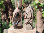 Polished Septerye Sauvage Display Crystals x 3 From Mahajanga, Madagascar - Toprock Gemstones and Minerals 