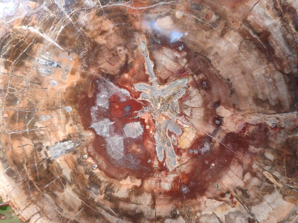 Polished Large Red Podocarpus Petrified Wood Slice x 1 From Marovoay, Madagascar - Toprock Gemstones and Minerals 
