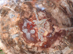 Polished Large Red Podocarpus Petrified Wood Slice x 1 From Marovoay, Madagascar - Toprock Gemstones and Minerals 