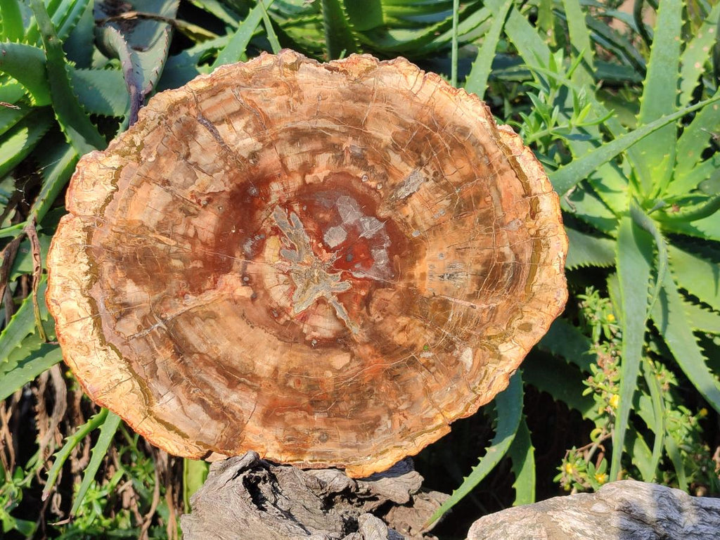 Polished Large Red Podocarpus Petrified Wood Slice x 1 From Marovoay, Madagascar - Toprock Gemstones and Minerals 
