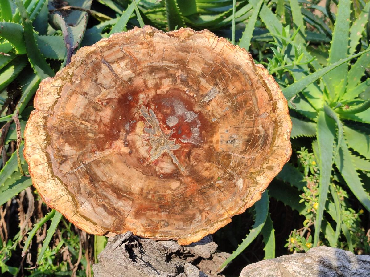 Polished Large Red Podocarpus Petrified Wood Slice x 1 From Marovoay, Madagascar - Toprock Gemstones and Minerals 