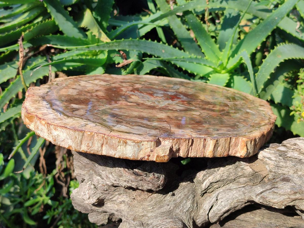 Polished Large Red Podocarpus Petrified Wood Slice x 1 From Marovoay, Madagascar - Toprock Gemstones and Minerals 