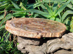 Polished Large Red Podocarpus Petrified Wood Slice x 1 From Marovoay, Madagascar - Toprock Gemstones and Minerals 