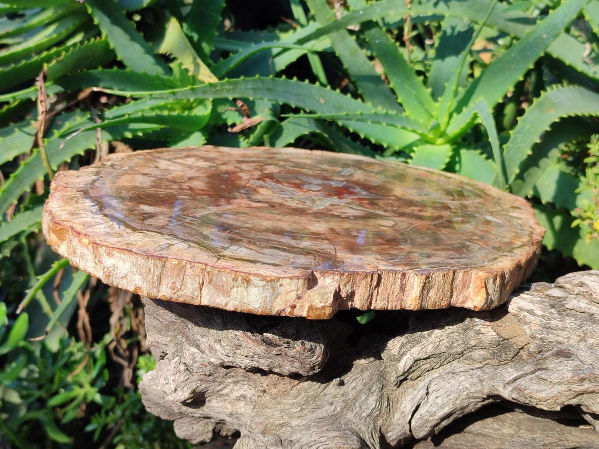 Polished Large Red Podocarpus Petrified Wood Slice x 1 From Marovoay, Madagascar - Toprock Gemstones and Minerals 