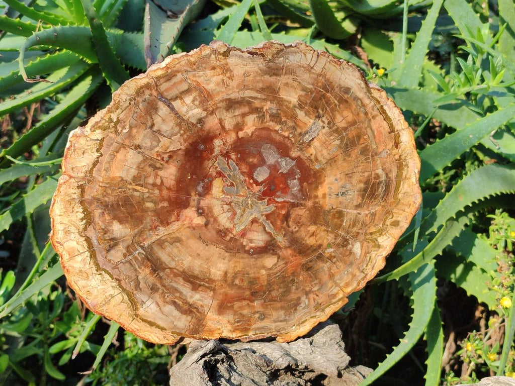 Polished Large Red Podocarpus Petrified Wood Slice x 1 From Marovoay, Madagascar - Toprock Gemstones and Minerals 