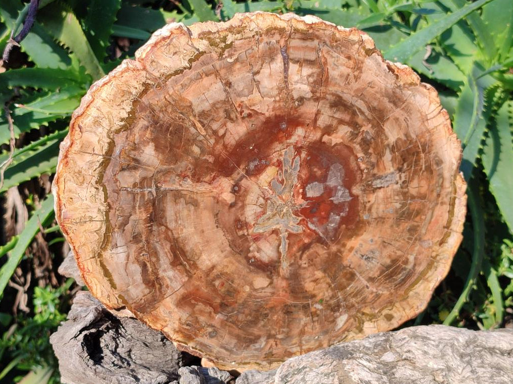 Polished Large Red Podocarpus Petrified Wood Slice x 1 From Marovoay, Madagascar - Toprock Gemstones and Minerals 