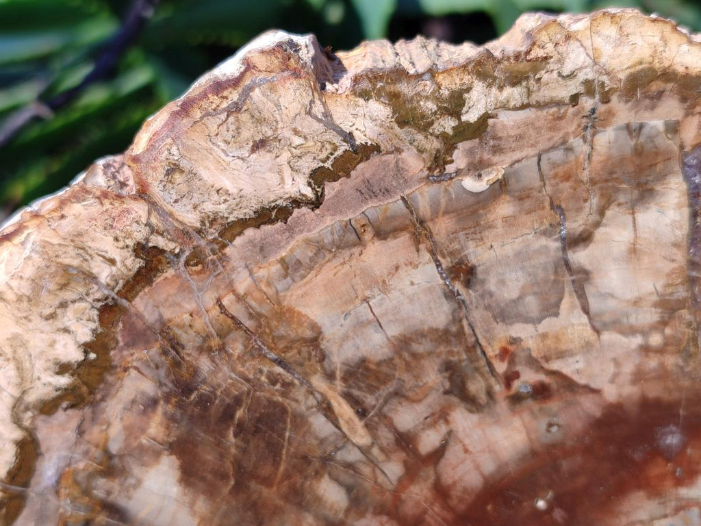 Polished Large Red Podocarpus Petrified Wood Slice x 1 From Marovoay, Madagascar - Toprock Gemstones and Minerals 