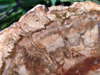 Polished Large Red Podocarpus Petrified Wood Slice x 1 From Marovoay, Madagascar - Toprock Gemstones and Minerals 