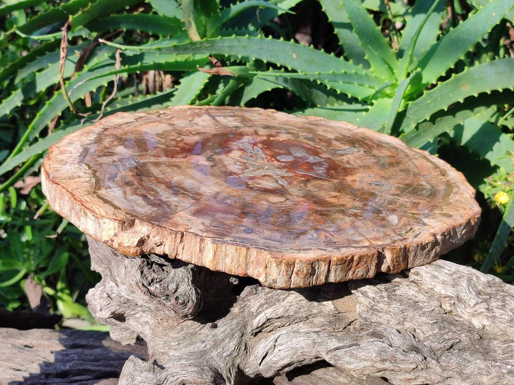Polished Large Red Podocarpus Petrified Wood Slice x 1 From Marovoay, Madagascar - Toprock Gemstones and Minerals 