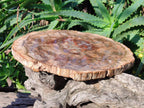 Polished Large Red Podocarpus Petrified Wood Slice x 1 From Marovoay, Madagascar - Toprock Gemstones and Minerals 