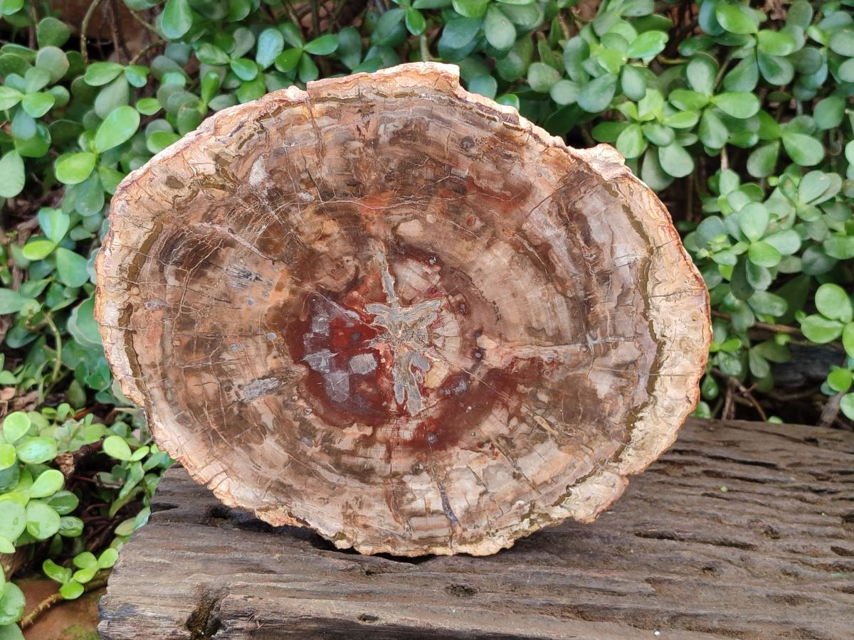 Polished Large Red Podocarpus Petrified Wood Slice x 1 From Marovoay, Madagascar - Toprock Gemstones and Minerals 