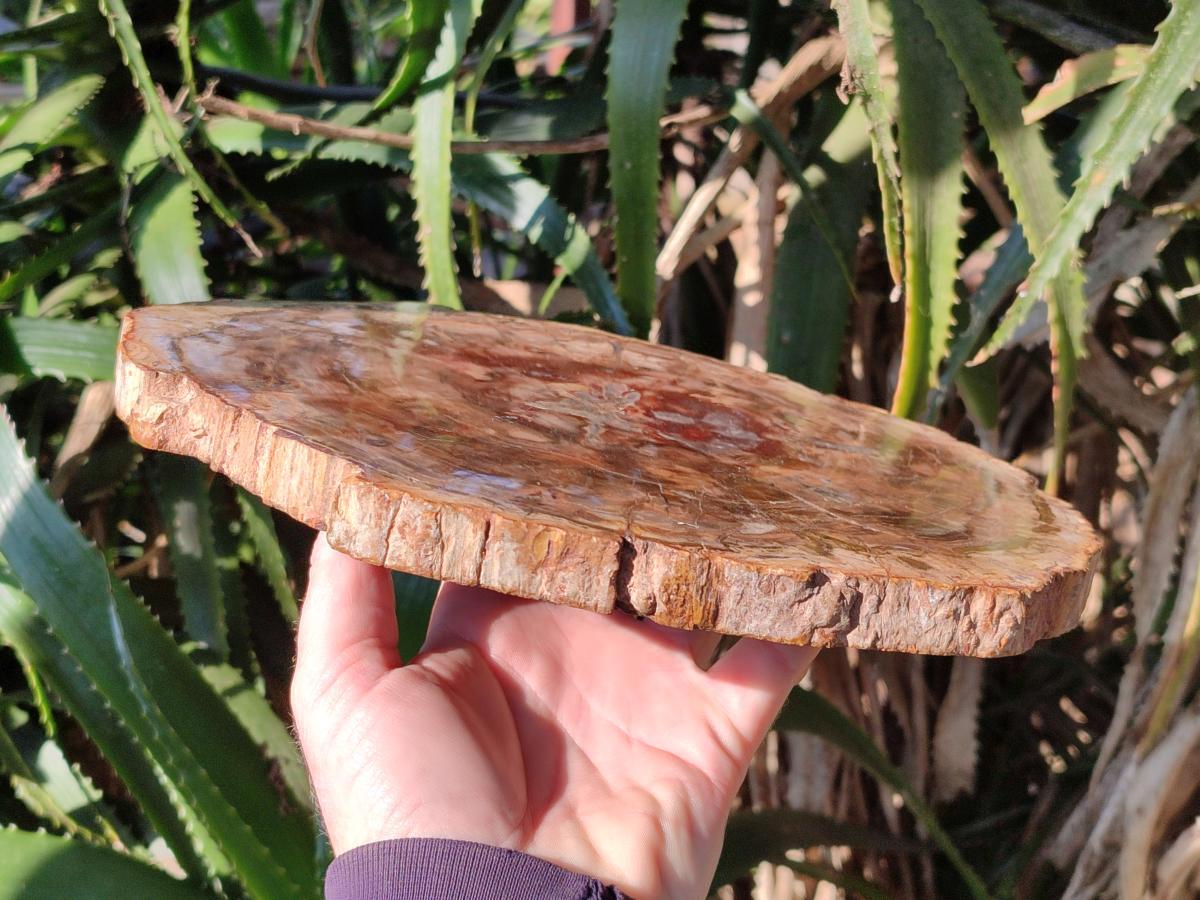 Polished Large Red Podocarpus Petrified Wood Slice x 1 From Marovoay, Madagascar - Toprock Gemstones and Minerals 