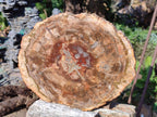 Polished Large Red Podocarpus Petrified Wood Slice x 1 From Marovoay, Madagascar - Toprock Gemstones and Minerals 