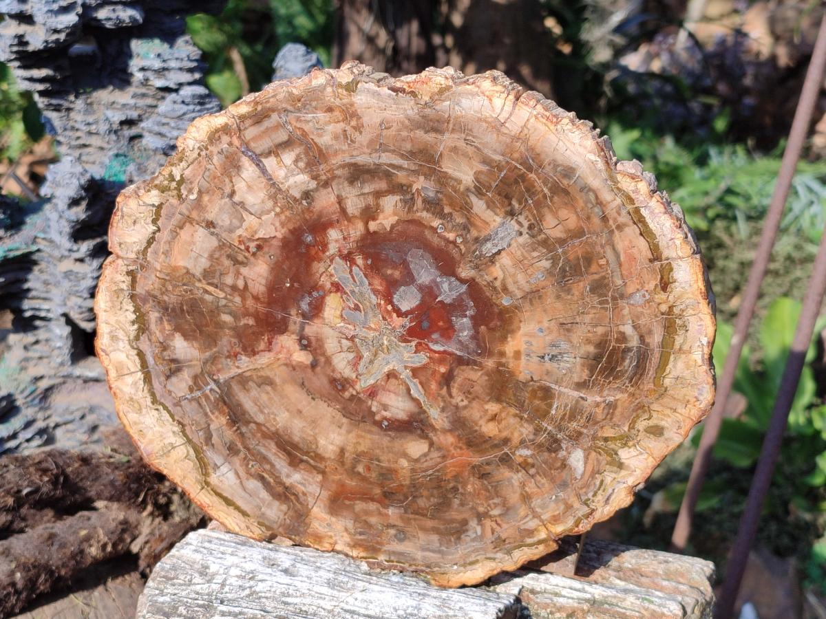 Polished Large Red Podocarpus Petrified Wood Slice x 1 From Marovoay, Madagascar - Toprock Gemstones and Minerals 