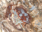 Polished Large Red Podocarpus Petrified Wood Slice x 1 From Marovoay, Madagascar - Toprock Gemstones and Minerals 