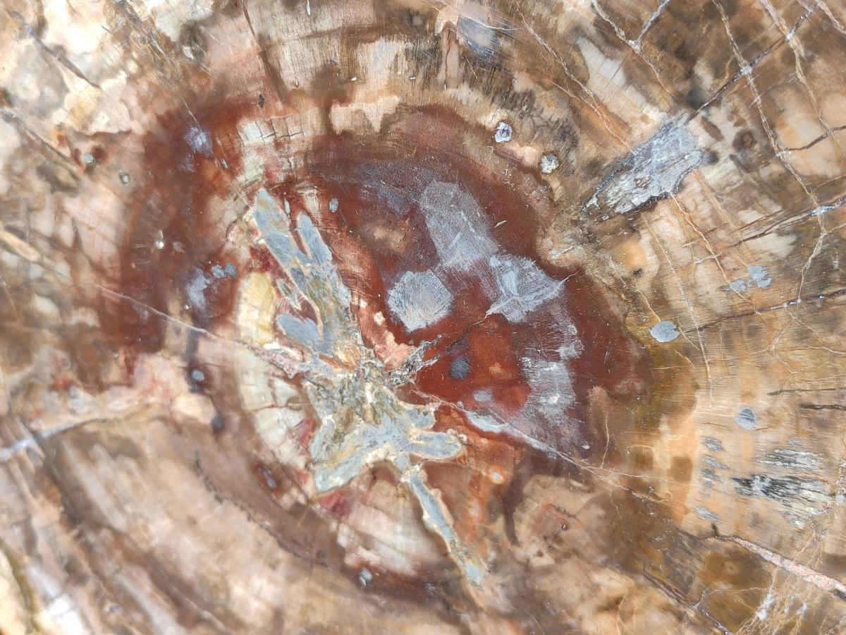 Polished Large Red Podocarpus Petrified Wood Slice x 1 From Marovoay, Madagascar - Toprock Gemstones and Minerals 