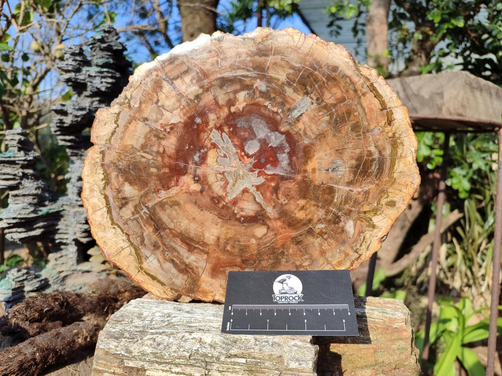 Polished Large Red Podocarpus Petrified Wood Slice x 1 From Marovoay, Madagascar - Toprock Gemstones and Minerals 