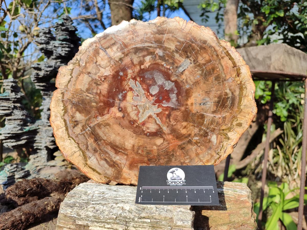 Polished Large Red Podocarpus Petrified Wood Slice x 1 From Marovoay, Madagascar - Toprock Gemstones and Minerals 