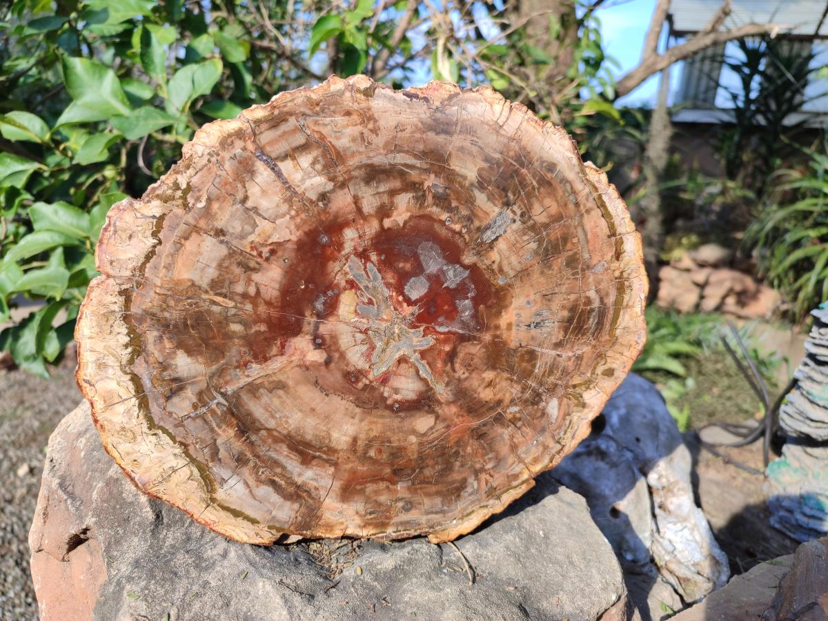 Polished Large Red Podocarpus Petrified Wood Slice x 1 From Marovoay, Madagascar - Toprock Gemstones and Minerals 