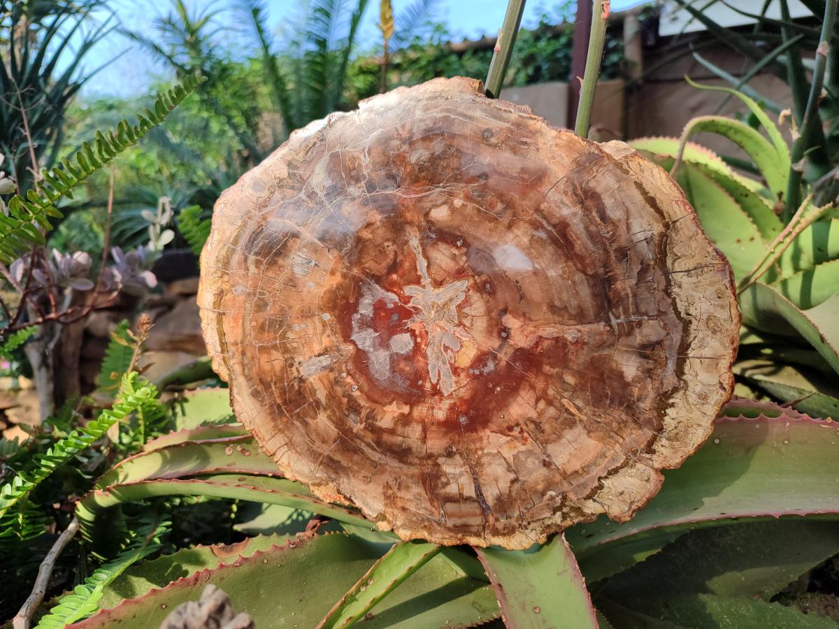 Polished Large Red Podocarpus Petrified Wood Slice x 1 From Marovoay, Madagascar - Toprock Gemstones and Minerals 
