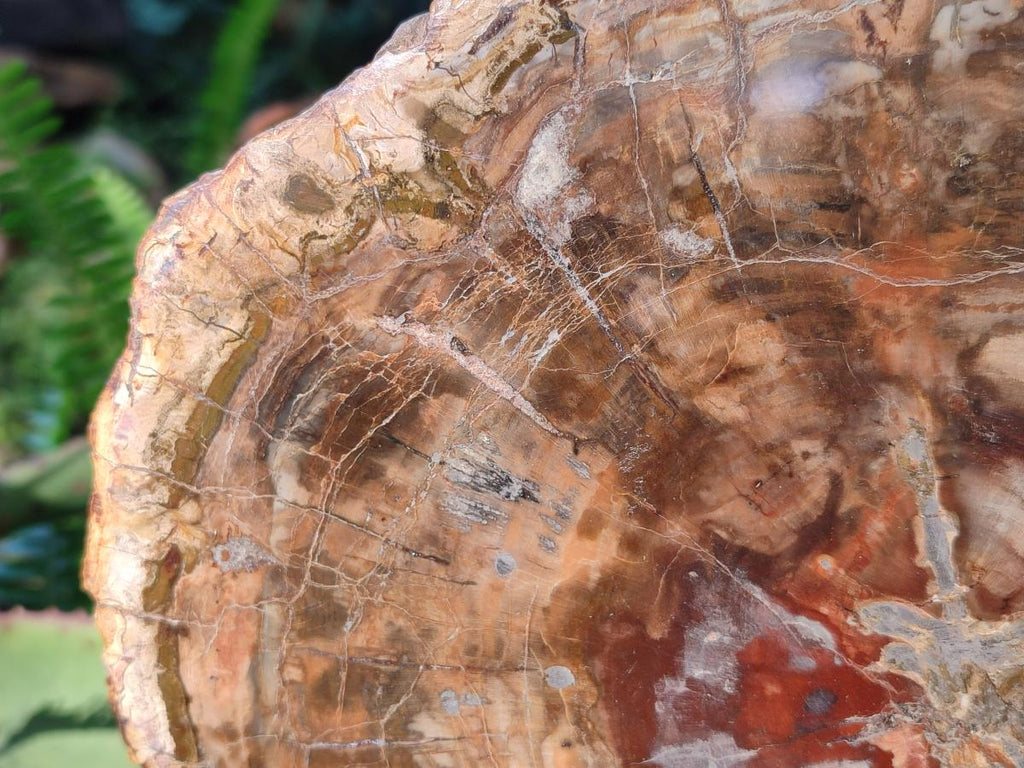 Polished Large Red Podocarpus Petrified Wood Slice x 1 From Marovoay, Madagascar - Toprock Gemstones and Minerals 