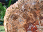 Polished Large Red Podocarpus Petrified Wood Slice x 1 From Marovoay, Madagascar - Toprock Gemstones and Minerals 