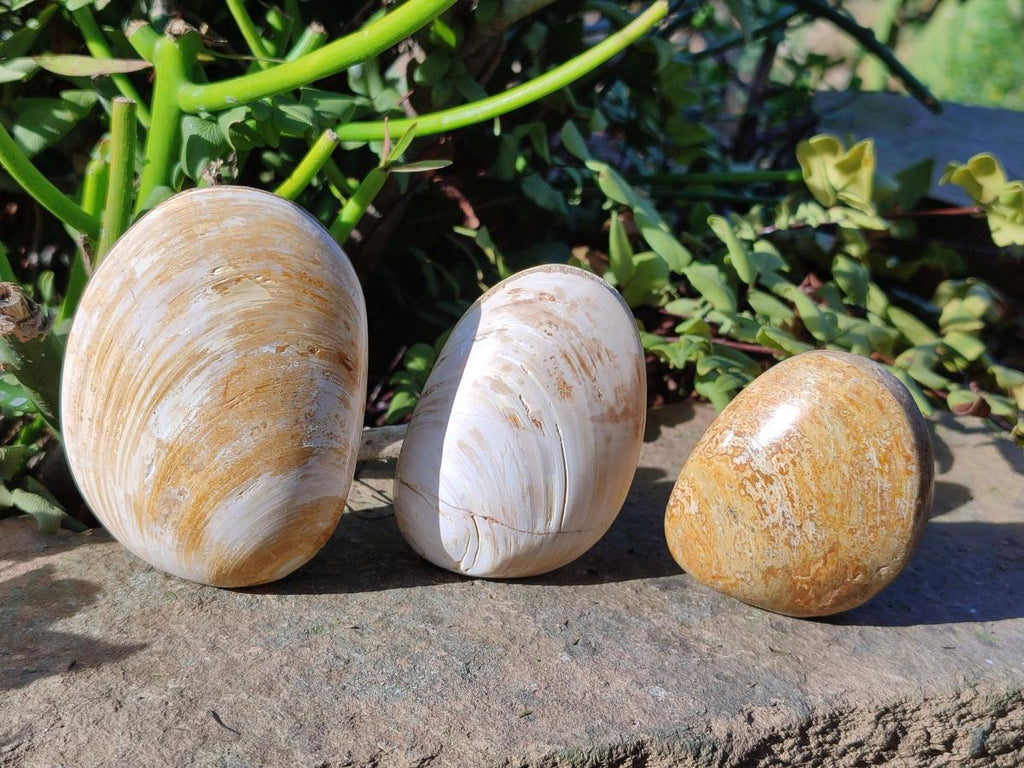 Polished Bivalve Fossil Clams x 12 From Maintirano, Madagascar - Toprock Gemstones and Minerals 