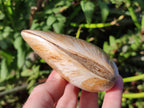 Polished Bivalve Fossil Clams x 12 From Maintirano, Madagascar - Toprock Gemstones and Minerals 