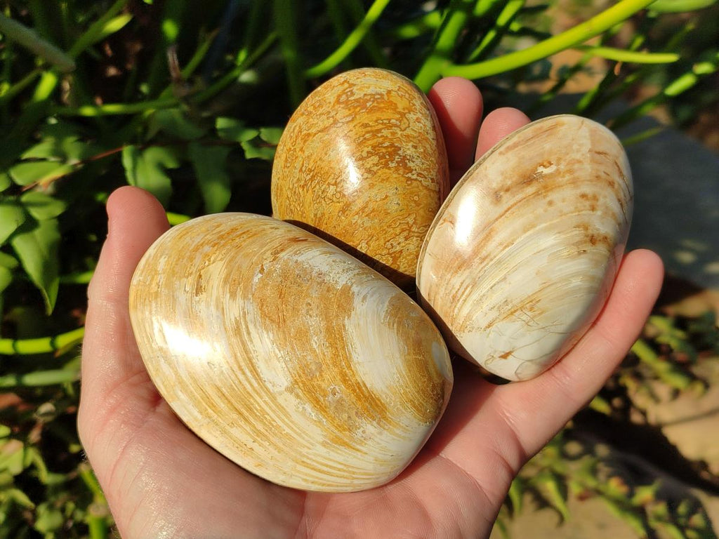 Polished Bivalve Fossil Clams x 12 From Maintirano, Madagascar - Toprock Gemstones and Minerals 