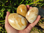 Polished Bivalve Fossil Clams x 12 From Maintirano, Madagascar - Toprock Gemstones and Minerals 