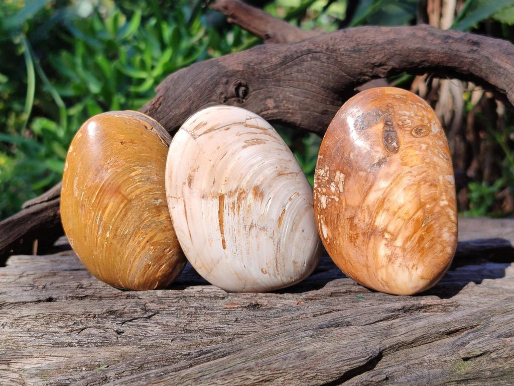 Polished Bivalve Fossil Clams x 12 From Maintirano, Madagascar - Toprock Gemstones and Minerals 