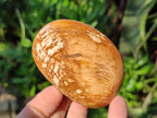 Polished Bivalve Fossil Clams x 12 From Maintirano, Madagascar - Toprock Gemstones and Minerals 