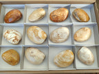 Polished Bivalve Fossil Clams x 12 From Maintirano, Madagascar - Toprock Gemstones and Minerals 