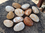 Polished Bivalve Fossil Clams x 12 From Maintirano, Madagascar - Toprock Gemstones and Minerals 