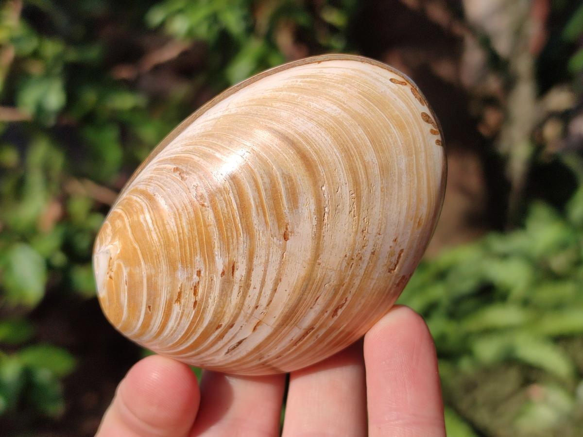 Polished Bivalve Fossil Clams x 12 From Maintirano, Madagascar - Toprock Gemstones and Minerals 