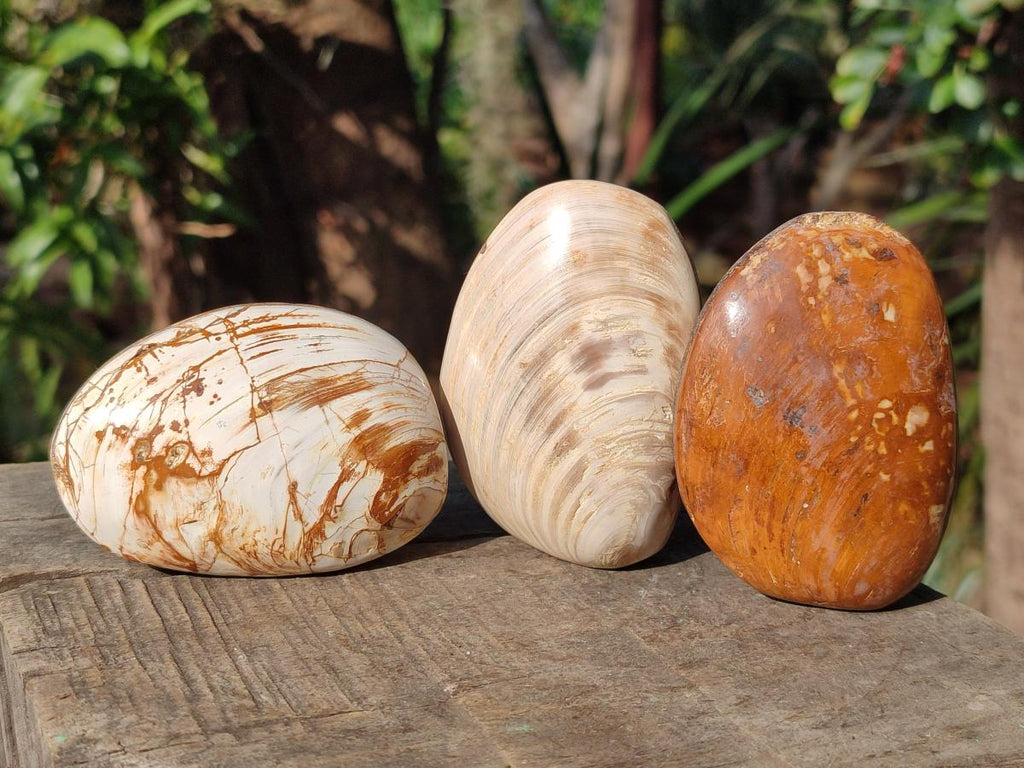 Polished Bivalve Fossil Clams x 12 From Maintirano, Madagascar - Toprock Gemstones and Minerals 