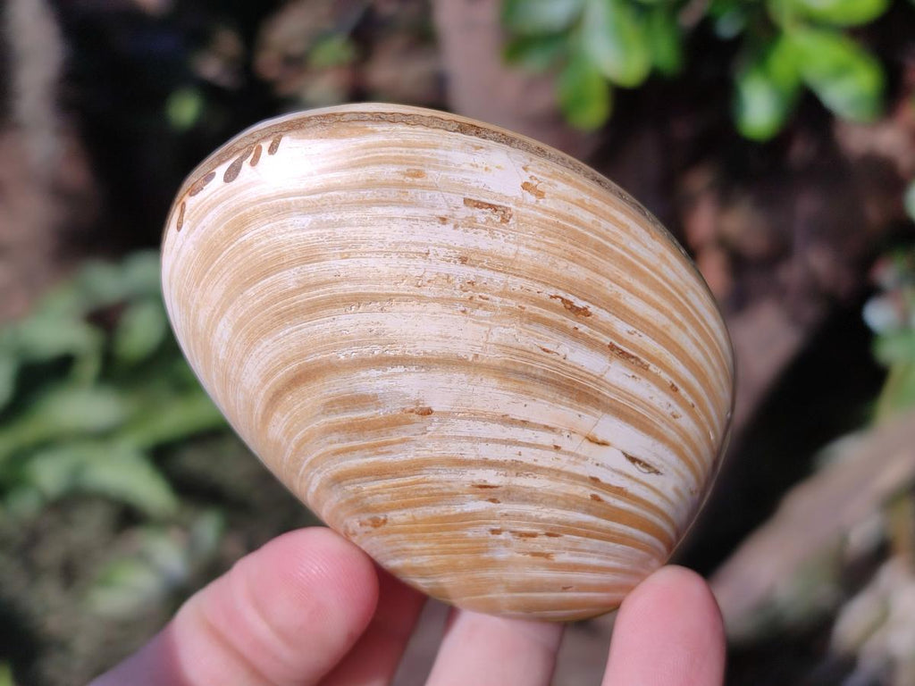 Polished Bivalve Fossil Clams x 12 From Maintirano, Madagascar - Toprock Gemstones and Minerals 