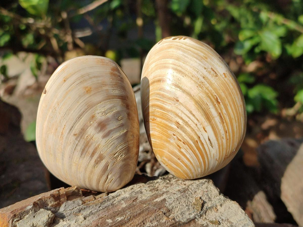 Polished Bivalve Fossil Clams x 12 From Maintirano, Madagascar - Toprock Gemstones and Minerals 