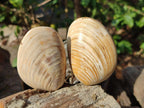 Polished Bivalve Fossil Clams x 12 From Maintirano, Madagascar - Toprock Gemstones and Minerals 