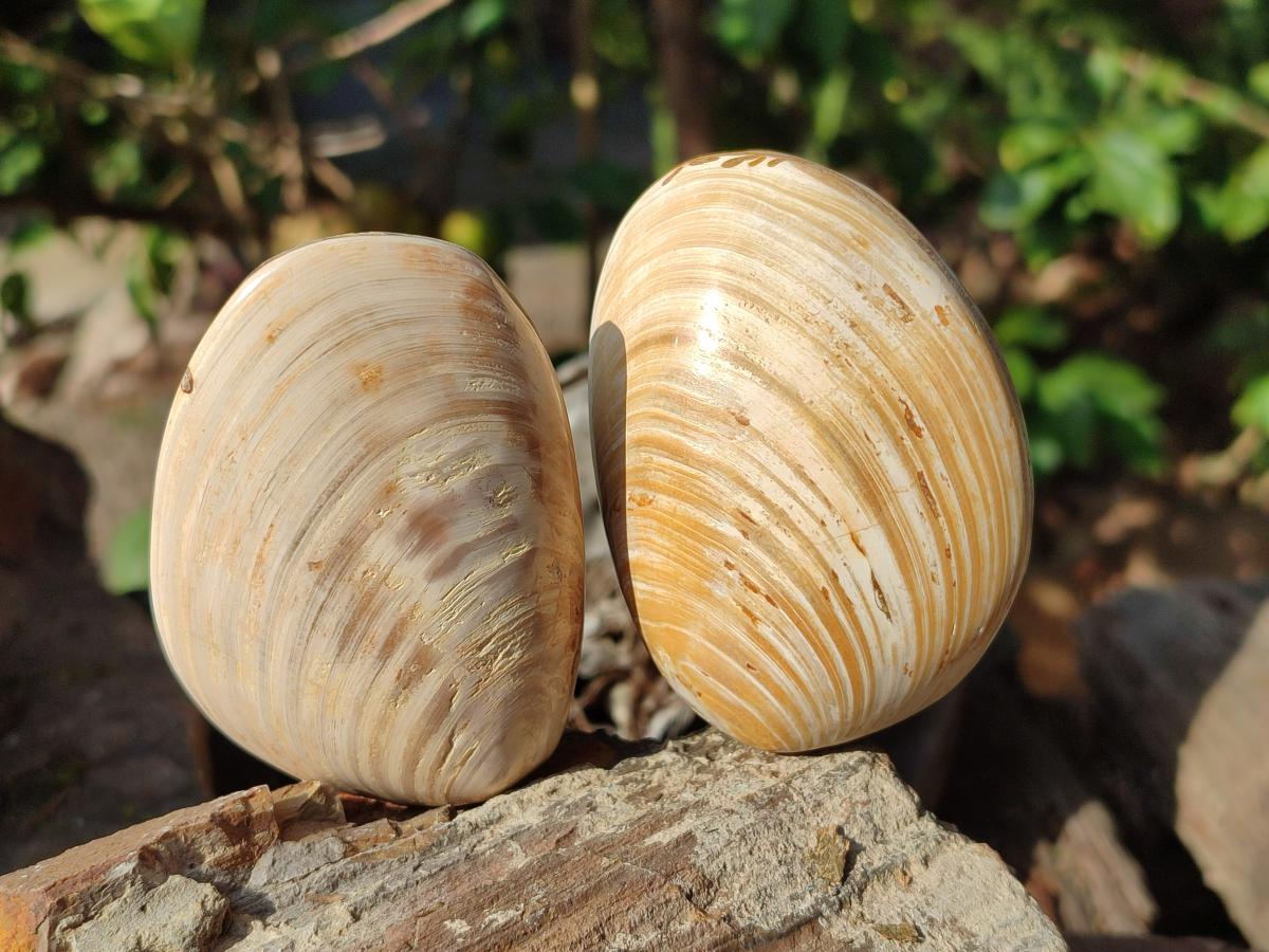 Polished Bivalve Fossil Clams x 12 From Maintirano, Madagascar - Toprock Gemstones and Minerals 