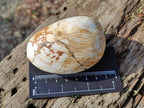 Polished Bivalve Fossil Clams x 12 From Maintirano, Madagascar - Toprock Gemstones and Minerals 