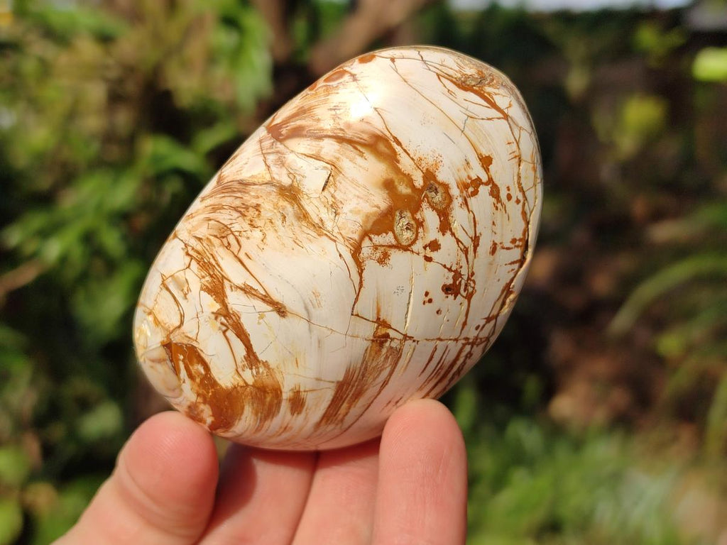 Polished Bivalve Fossil Clams x 12 From Maintirano, Madagascar - Toprock Gemstones and Minerals 