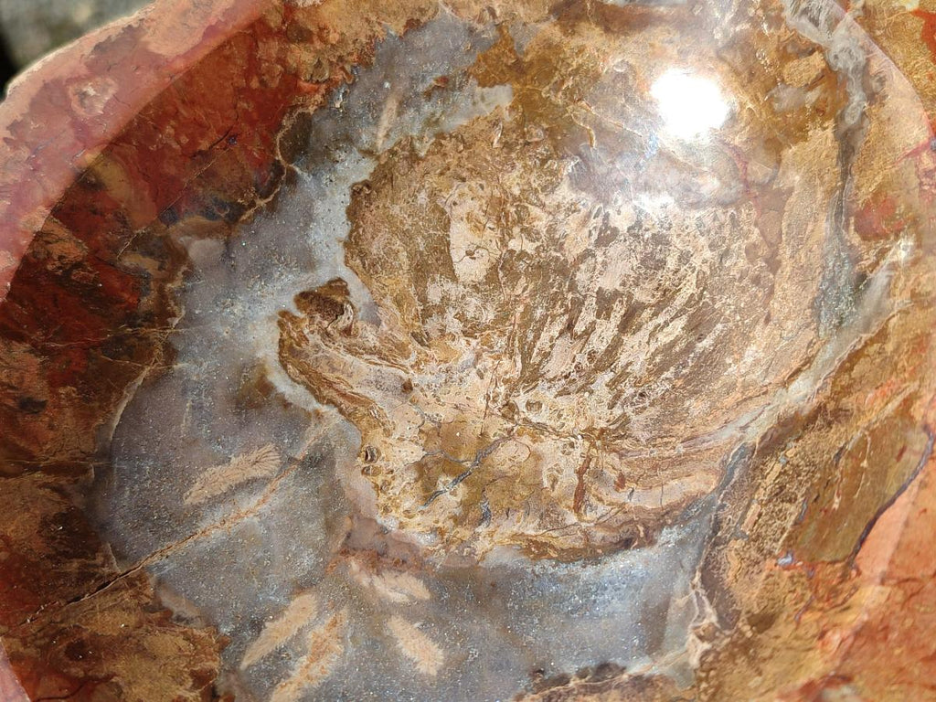 Polished Large Podocarpus Petrified Wood Astray x 1 From Mahajanga, Madagascar - Toprock Gemstones and Minerals 