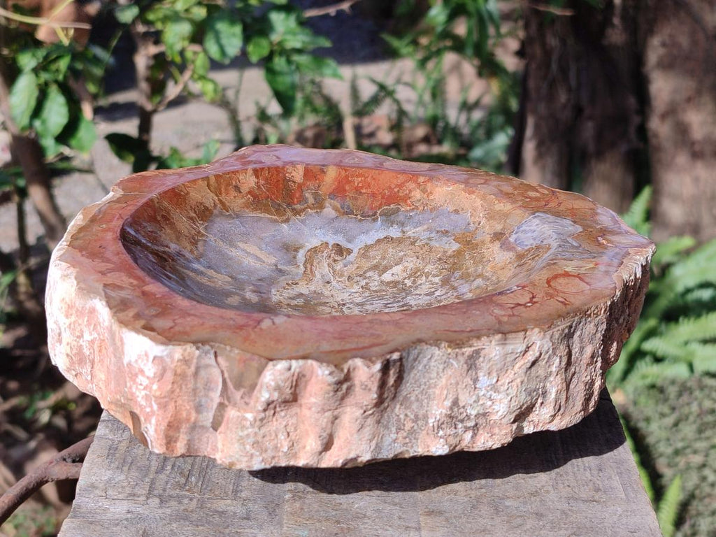 Polished Large Podocarpus Petrified Wood Astray x 1 From Mahajanga, Madagascar - Toprock Gemstones and Minerals 