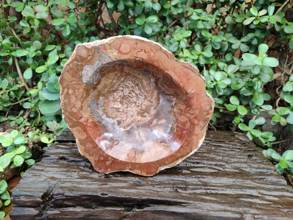 Polished Large Podocarpus Petrified Wood Astray x 1 From Mahajanga, Madagascar - Toprock Gemstones and Minerals 