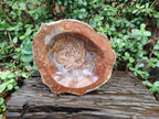 Polished Large Podocarpus Petrified Wood Astray x 1 From Mahajanga, Madagascar - Toprock Gemstones and Minerals 