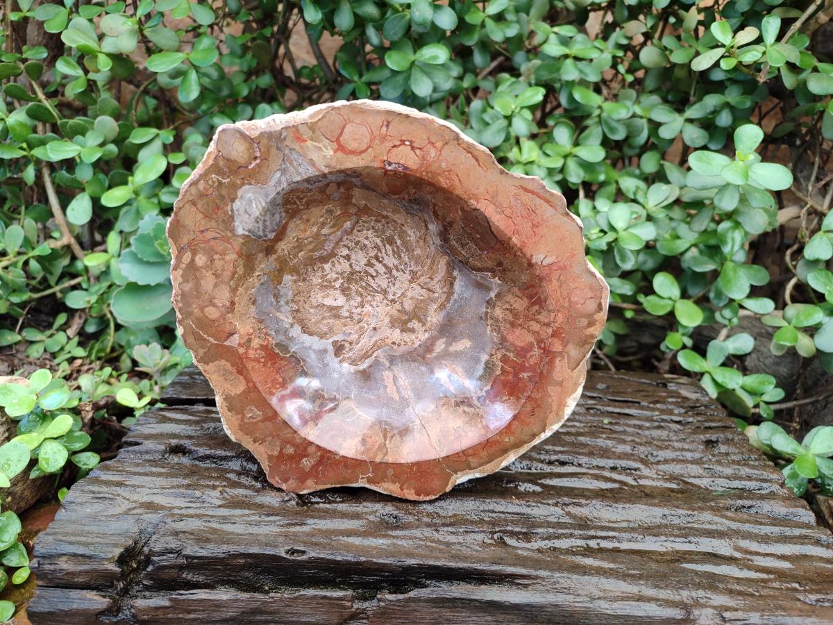 Polished Large Podocarpus Petrified Wood Astray x 1 From Mahajanga, Madagascar - Toprock Gemstones and Minerals 